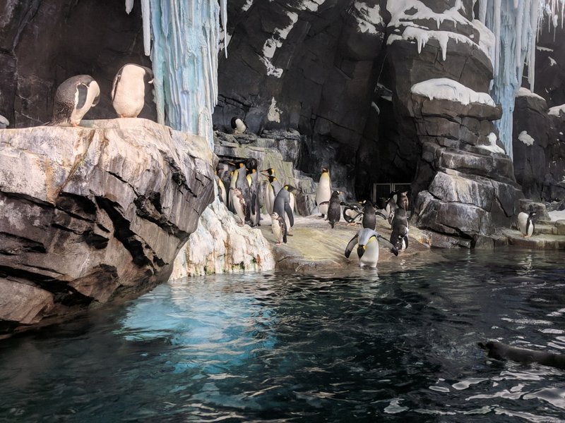Antarctica Penguins.jpg (927.09 KiB) Viewed 1461 times Antarctica Penguins.jpg
