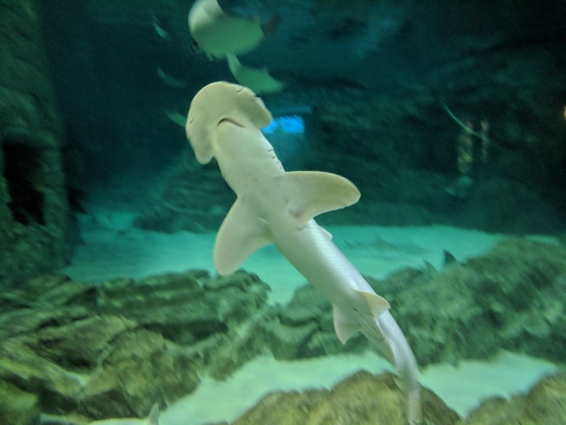 Shark.jpg (681.57 KiB) Viewed 1461 times Shark.jpg