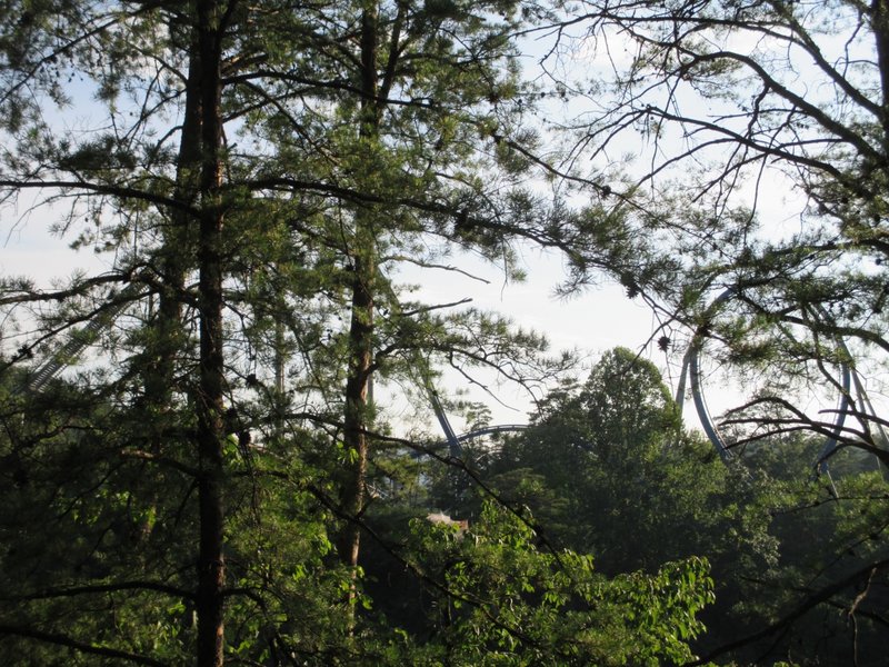 Wild Eagle Through the Trees.JPG (1.15 MiB) Viewed 843 times Wild Eagle Through the Trees.JPG