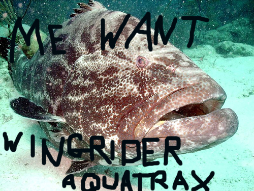 grouper.jpg