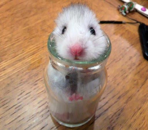 hamsterInbottle.jpg