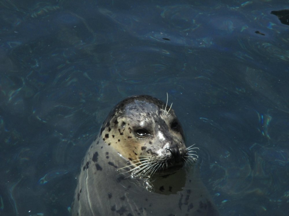 1095411297_SeaLionClose-Up.thumb.jpg.d7044039107bb3379fc6f023faefe847.jpg