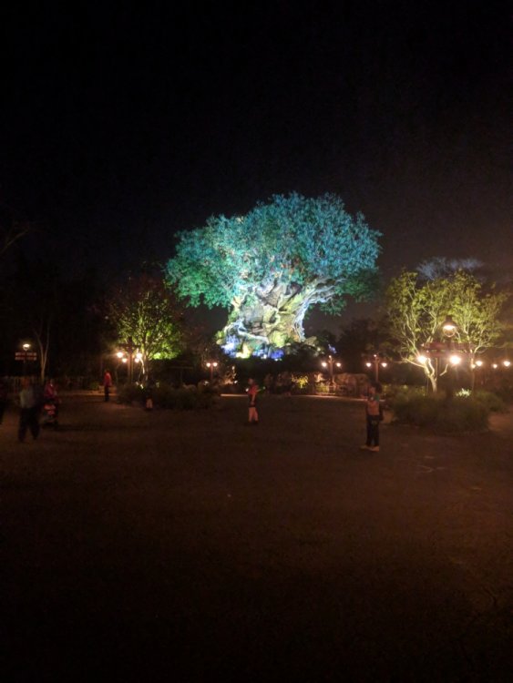 112586213_TreeofLife(Night).thumb.jpg.a18f53f82189814995ce4a6ea5072860.jpg