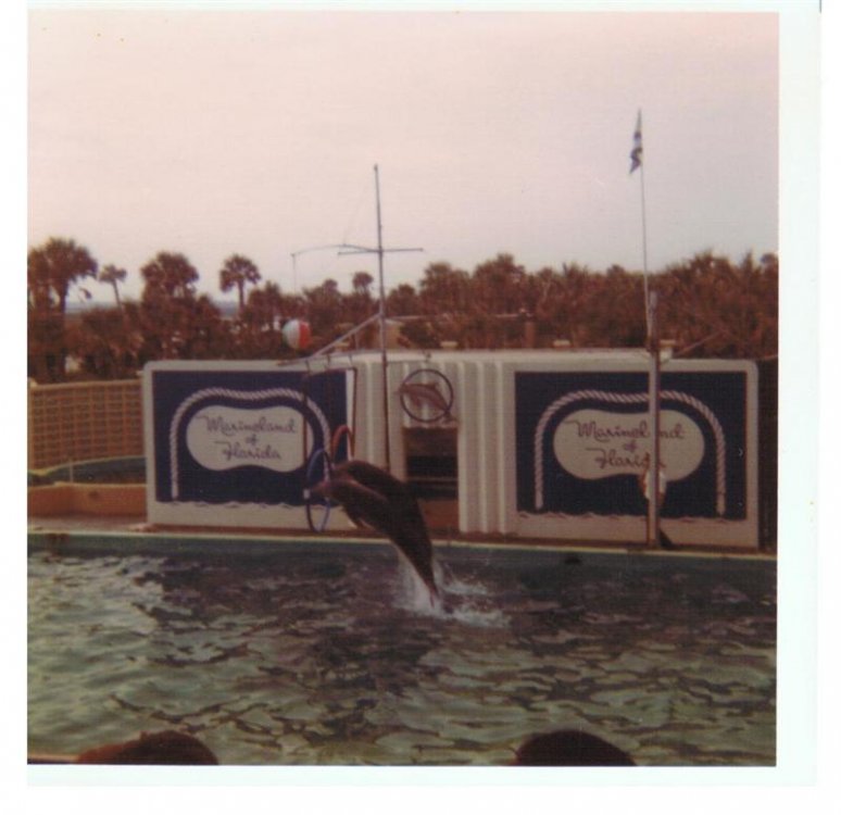 1147343453_MarinelandDolphin2(Medium).thumb.jpg.364b0c7d0c856f445303f4fc242c25cd.jpg