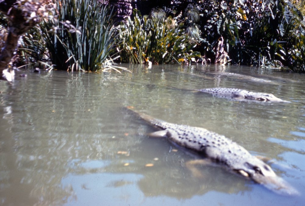1208329023_junglecruise_gators.thumb.jpg.2deb79cdb76fc76c55062f1dd17a3cb8.jpg