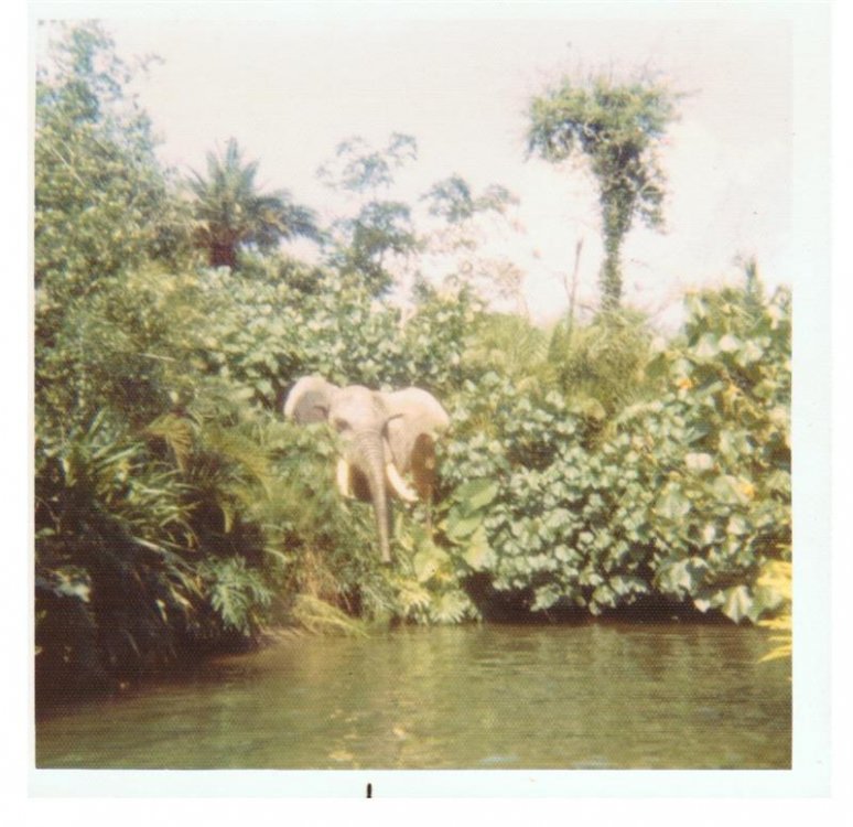 1478367675_WDW72JungleCruise2(Medium).thumb.jpg.2e3f5b11c9dd29c71313234050d47691.jpg