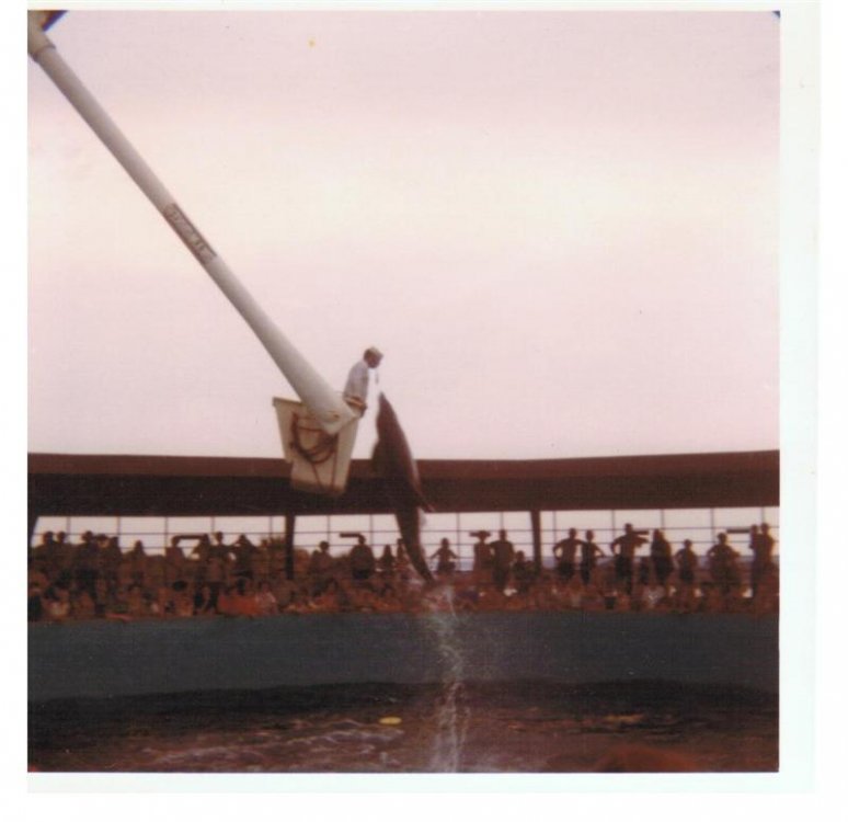 1494856604_MarinelandDolphin3(Medium).thumb.jpg.38c8f8441595ecb0116f40c7a9167b00.jpg