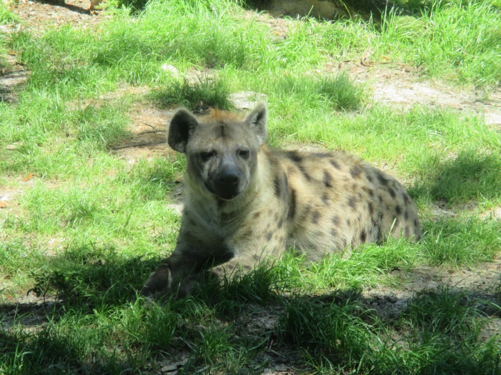 1549911973_HyenaStaring.thumb.jpg.3b46d2dfbd12a38a1dc9acacf2ba1ba6.jpg