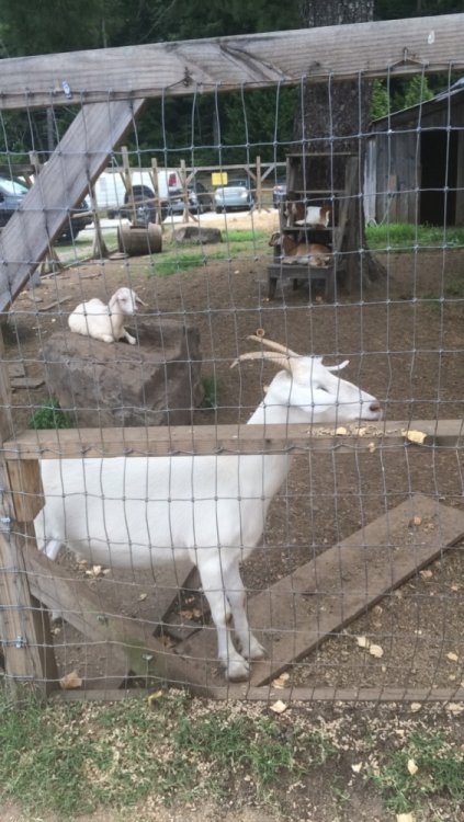 1577465634_Goat1.thumb.JPG.da1ded6c30469ee417f0a1cde70088af.JPG