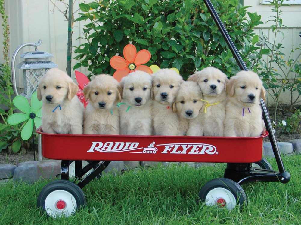 1612816746_Puppies20lined20up20in20a20cart20001.thumb.jpg.76502968a9d3d2f8efa4f7040f4b865e.jpg