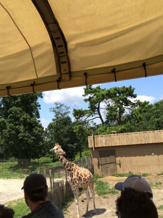 1622683356_GiraffeWalkingTowardsVehicle.thumb.JPG.a15dc520d860382672812a7d192b9753.JPG