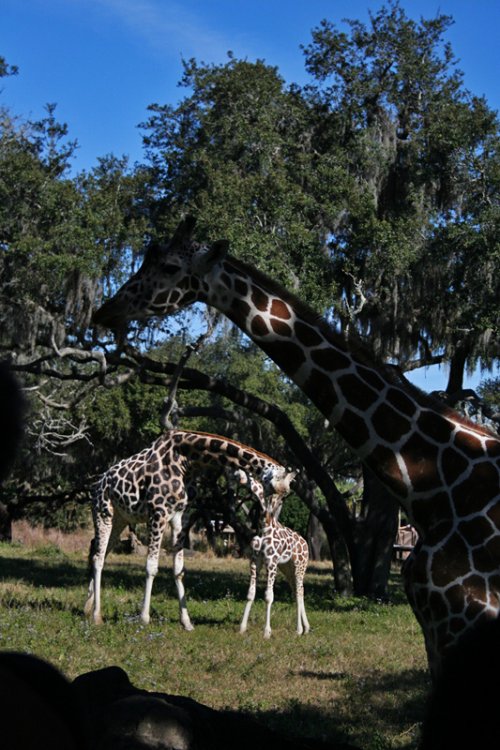 1624914574_AnimalKingdom102.thumb.jpg.d0aec84f40db6e965c1d50a5b6cf13ed.jpg