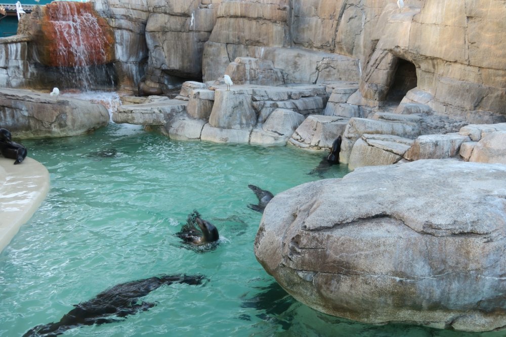 1630871583_SeaLions.thumb.JPG.f886066ecdf5206d7b611f950118618e.JPG