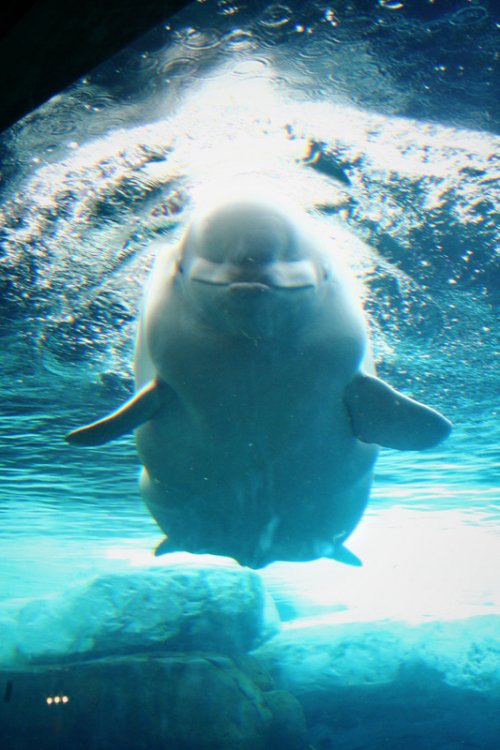 1648499215_SeaworldBelmont030.thumb.jpg.50a9438e19853955f07a921deea108ea.jpg