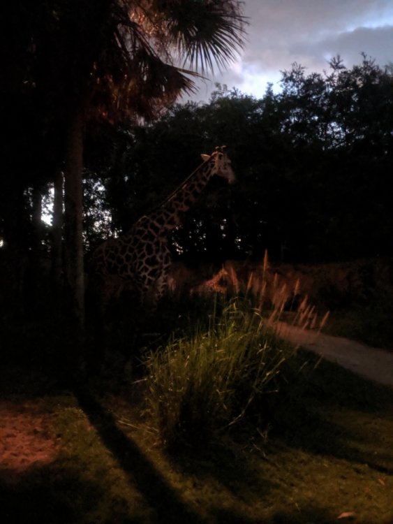 16745565_KilimanjaroSafarisGiraffe(Far).thumb.jpg.c161370a63406a8354e438a320e7fff1.jpg
