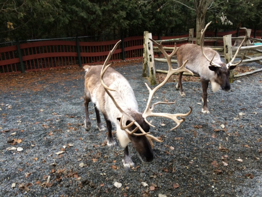 1803501040_Reindeer(Antlers).thumb.JPG.e3022b85b9d6b6c9beae7fe5cbd990b7.JPG