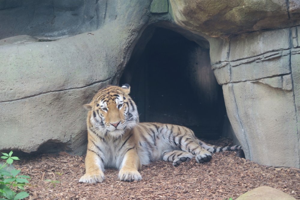 1814940239_TigerSitting.thumb.JPG.eecfab5e8115283a7a56127cedabdf59.JPG