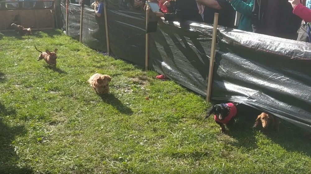 182363441_DachshundFunRun.thumb.PNG.a34d80e93470d15590d058acd5c0e471.PNG