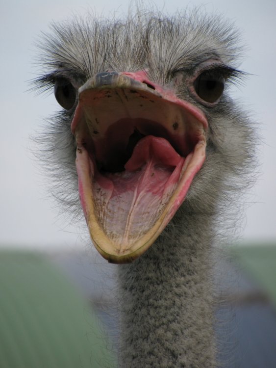 1871671486_Ostrich_mouth_open.thumb.jpg.28a793561a92680286693cddf2cbc9ec.jpg