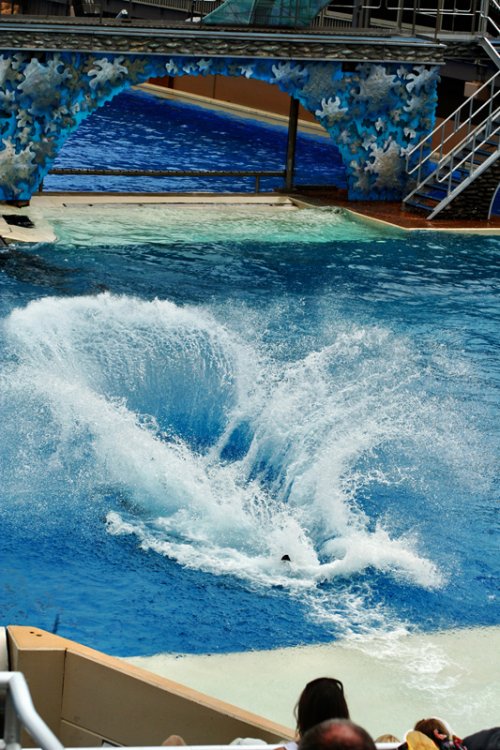 1879016173_SeaworldBelmont131.thumb.jpg.11d5274d35758e484ce321415acd4b79.jpg