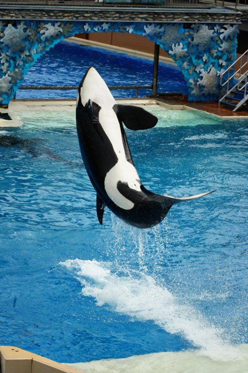 1962142635_SeaworldBelmont129.thumb.jpg.0ba65855b84485bfded0032ae48c1bd2.jpg