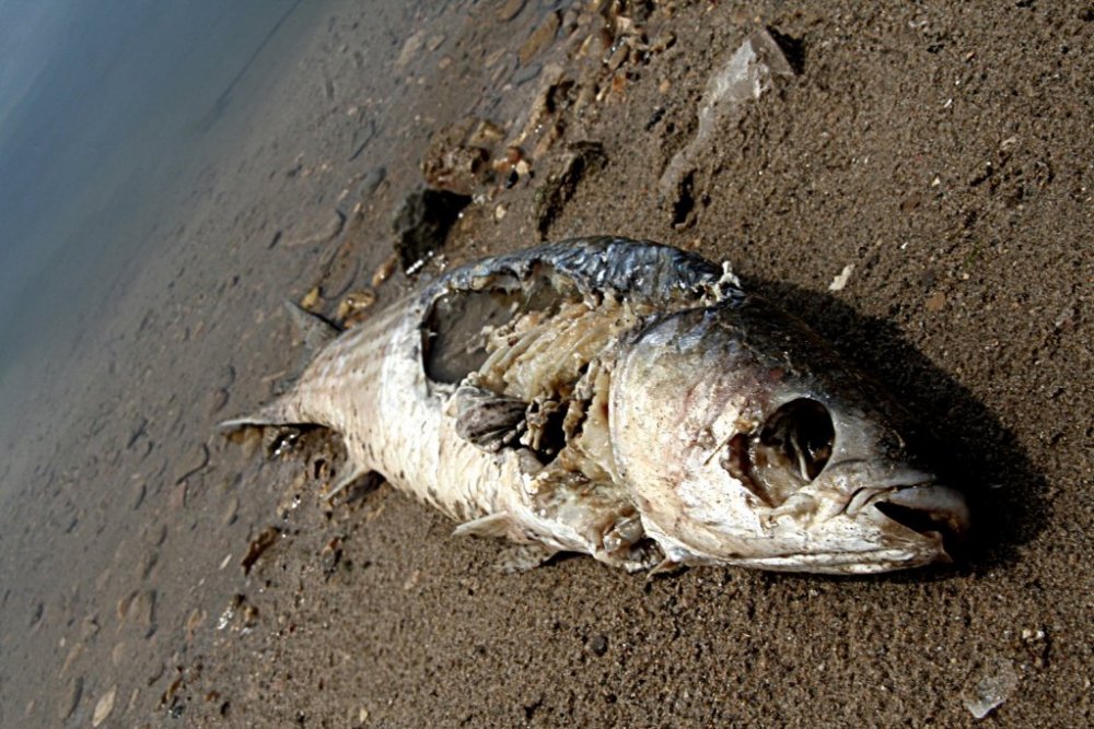1f229267_Rotten_fish_by_Desfibrador.thumb.jpeg.5d97c71e7614cdc9b52b643eb15fa0e5.jpeg
