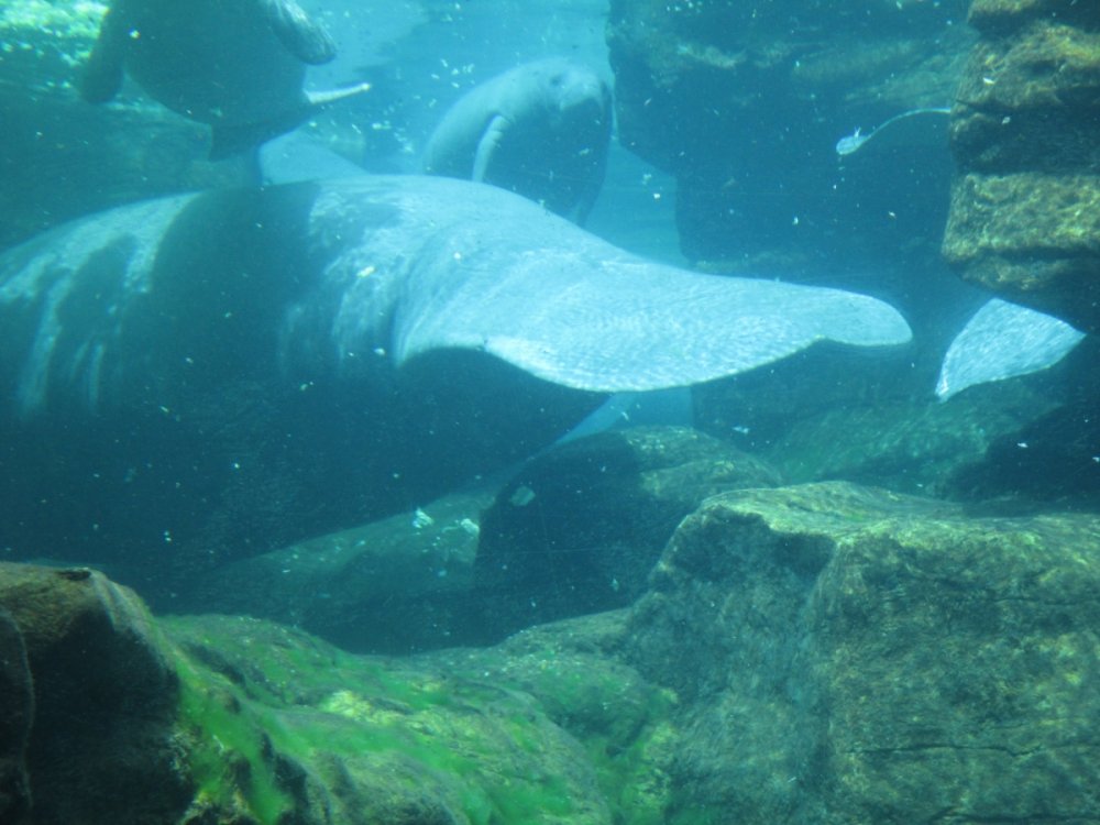 200121_Manatee(Underwater).thumb.jpg.16f750cf20332770b3f794e98d5758a9.jpg