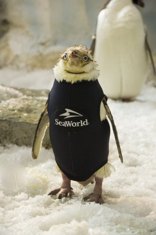 20160902_ANTPenguinWetsuit_012.thumb.jpg.3132c959cc6ff6e9b1f297a296c12705.jpg