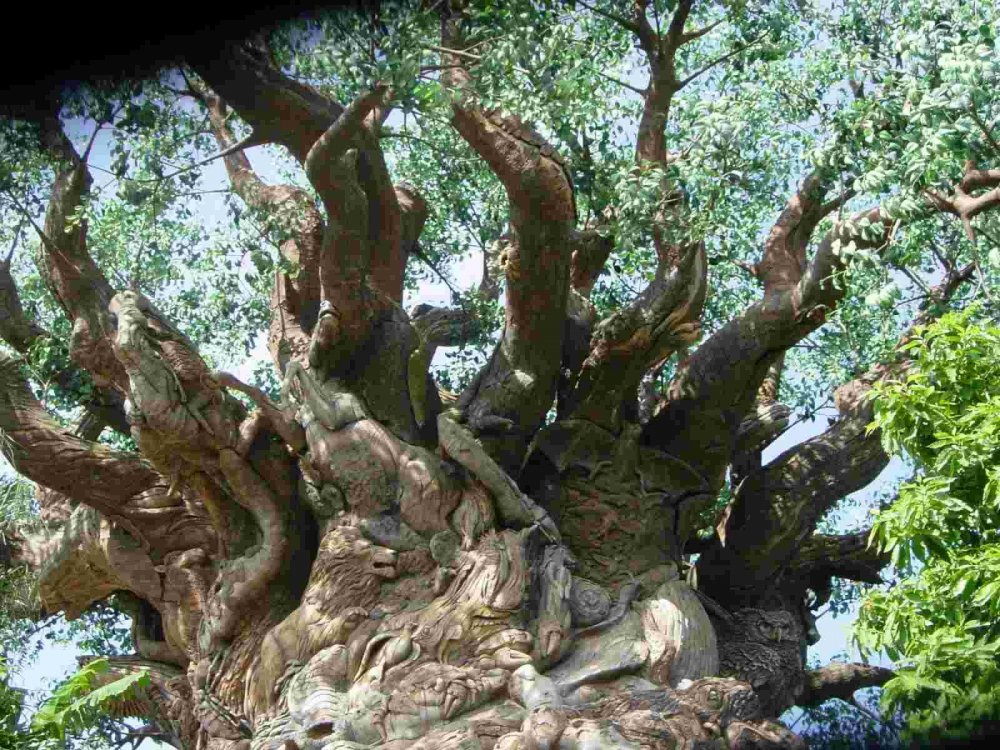 202996640_carvingsonthetreeoflife.thumb.jpg.23352fa374a4ca44f15df66204e82e08.jpg