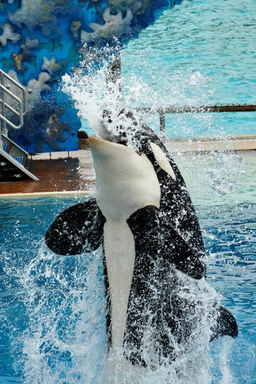 2116565881_SeaworldBelmont065.thumb.jpg.d566de1a5bfd8d360bd6accf304f7204.jpg