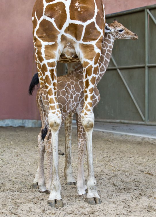350834037_babygiraffe02.thumb.jpg.55555103ccf25c08204144b7ed95b262.jpg
