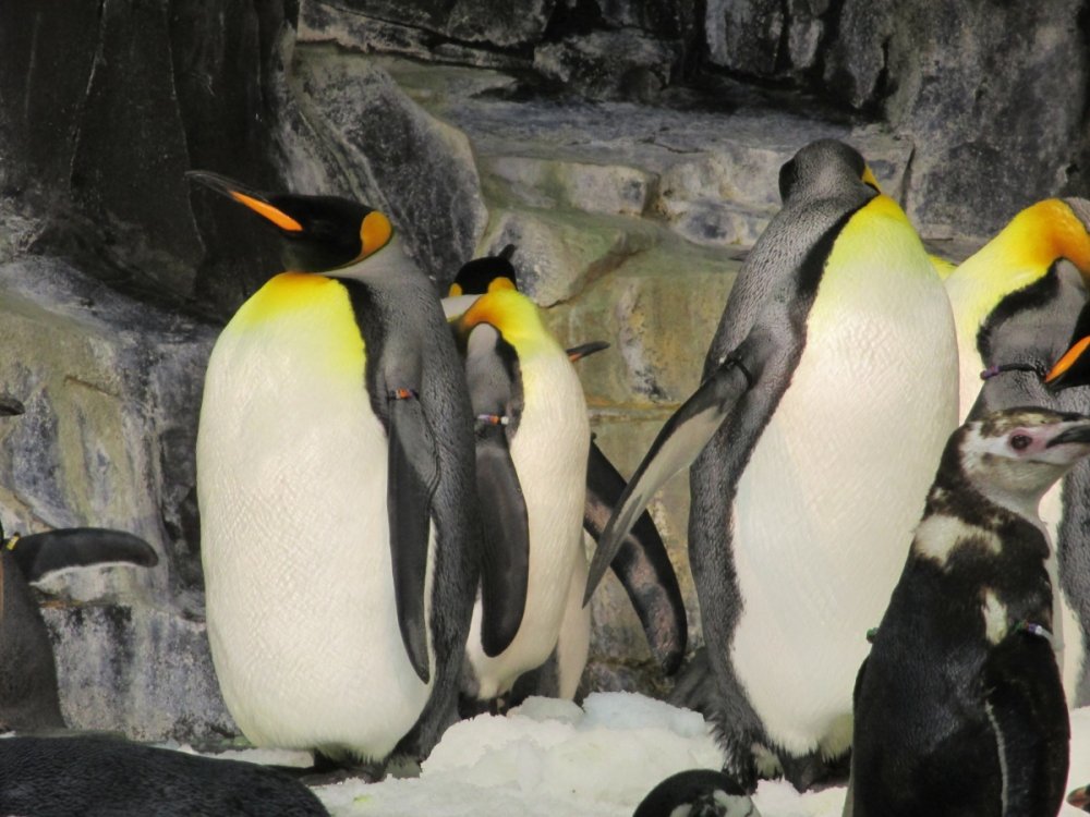 59970678_Penguins(Zoomed).thumb.jpg.8af5e9ce831ef8b81d552e2279c0873c.jpg