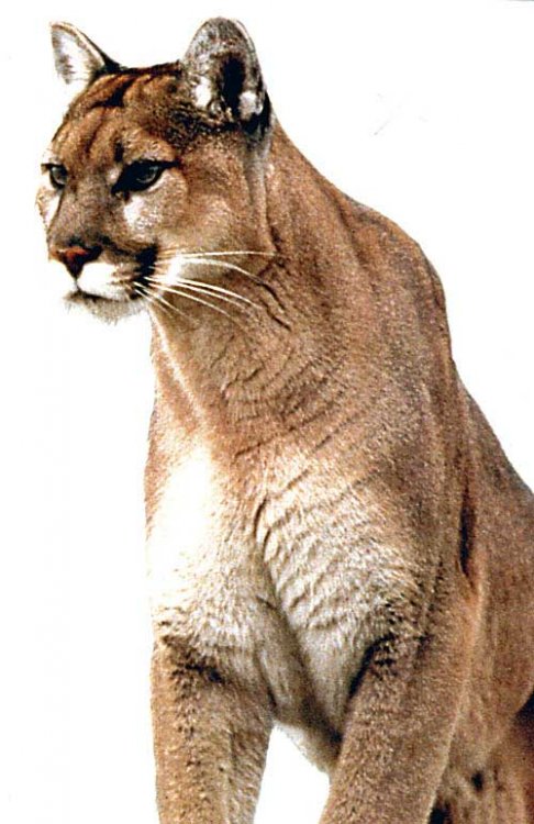 607767764_mountainlion.thumb.jpg.08c2c714851c571fd63b03f59e84e6e2.jpg