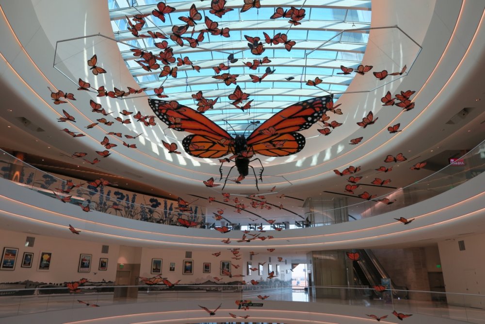 67546966_Butterflies(Far).thumb.JPG.648d05a1fbad7e29d5968bbf08c1bc6a.JPG