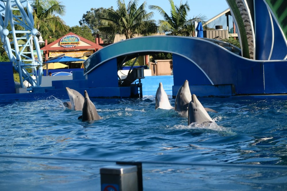 697750300_DolphinDaysDancing.thumb.jpg.34a11b0c7c342da53bd683a3d82c44c5.jpg