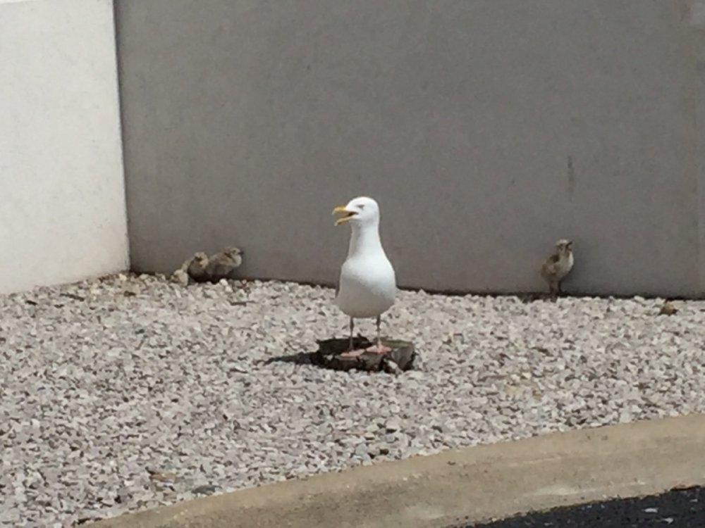 77970384_Seagullwbabies.thumb.JPG.9c4b40dacab31d1038bc4df1cb0c9feb.JPG