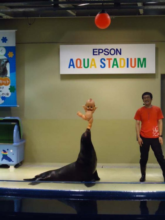 815963889_sealionshow.thumb.jpg.5d4050a26839984c1e944fdc7ed52135.jpg