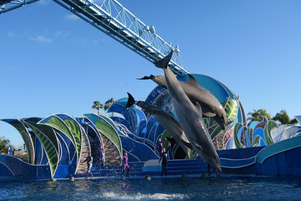 847606348_DolphinDaysJump.thumb.jpg.87b57a2663adb89b6709550f6aa11938.jpg