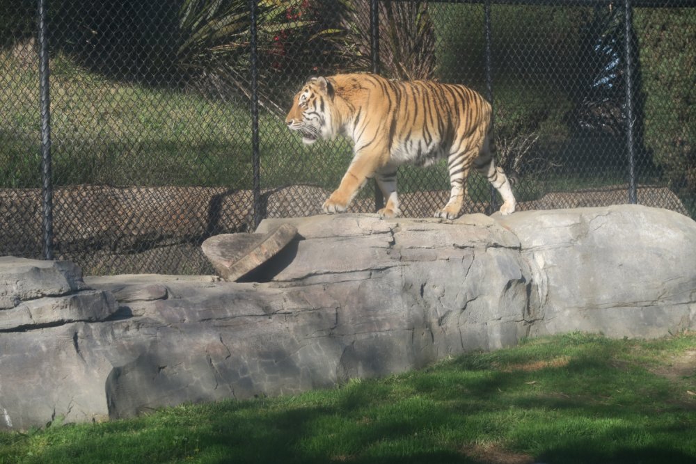 850720499_Tiger2.thumb.JPG.d7fb64417e65b45e4b551cf51da5de45.JPG
