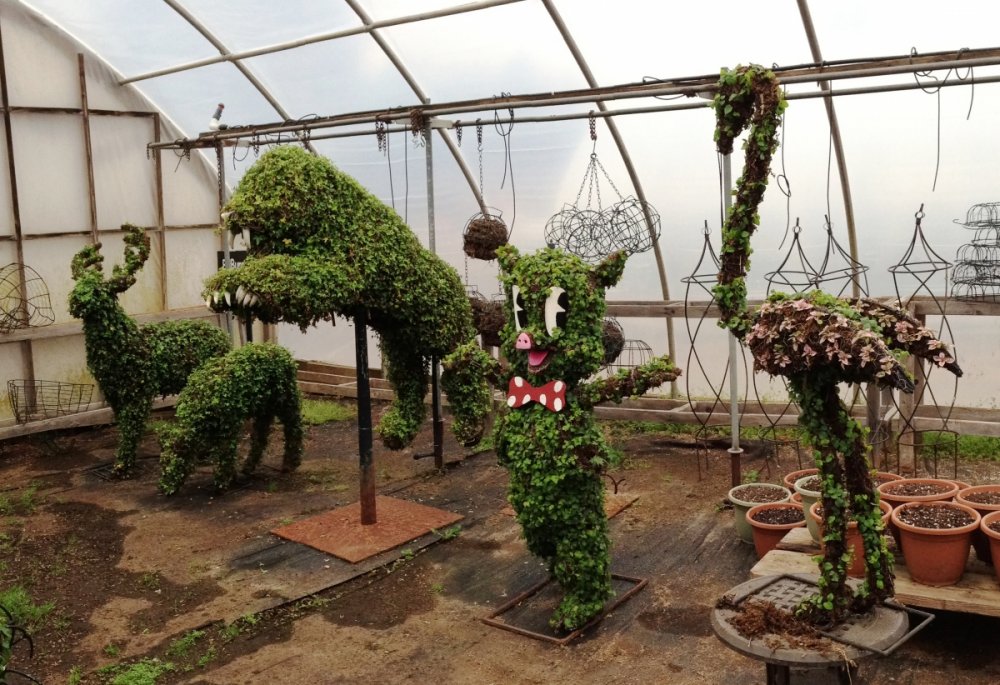866094549_PHOTO-SFGAdgreenhouses-topiaries1.thumb.jpg.149cf77d7944aaeadf9d9893b2ea0d47.jpg