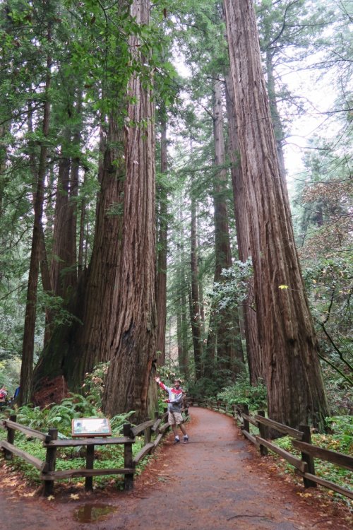 881435782_MuirRedwoods.thumb.jpg.23203c54f290312beb8514ed65ffec2e.jpg