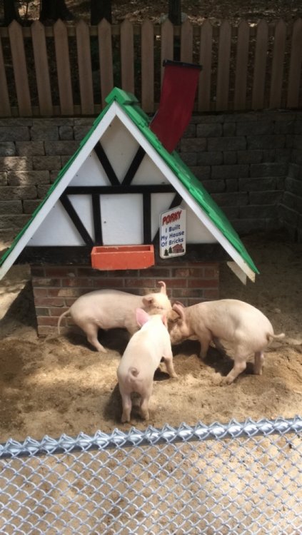 919604361_PigHuddle.thumb.JPG.ea13a87da10496c6be9666bcdf3ab488.JPG