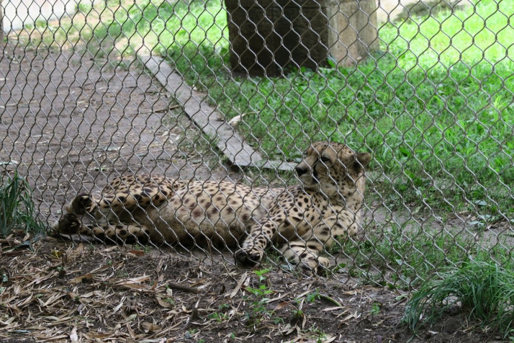 Cheetah.thumb.JPG.a24febac09593fe59b18bdd739483f85.JPG