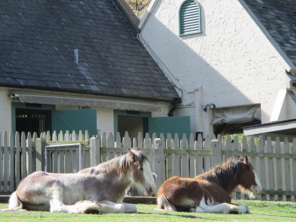 Clydesdales.thumb.jpg.2841c9379810dad7b7990a228a62cc69.jpg