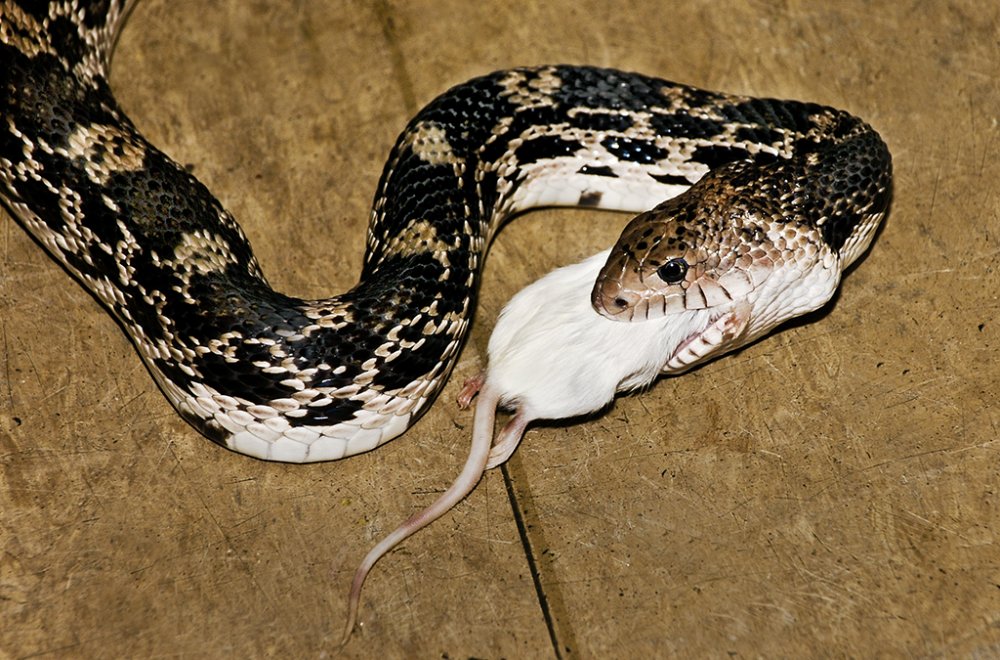 DSC0221_Snake_eating_a_rat.thumb.jpg.0a1222df0b8c92140a31251c641a15b8.jpg