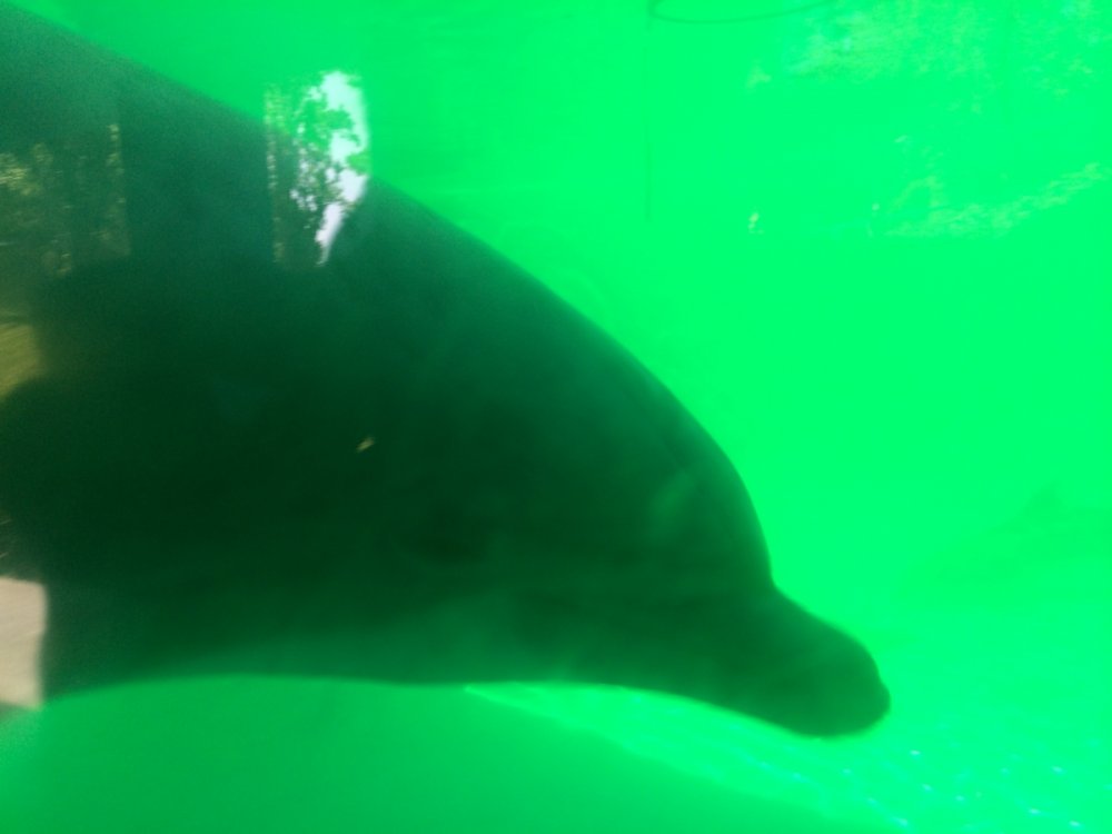 Dolphin.thumb.JPG.174b6ab85a9b354e894ab2b7f5c55e49.JPG