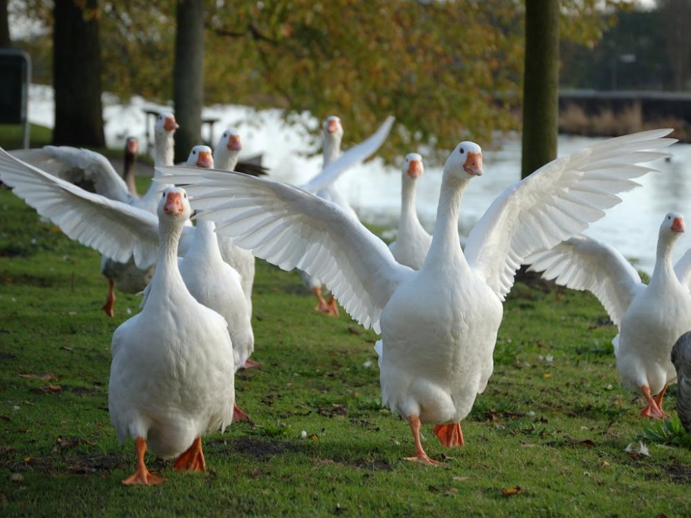 Embden-Geese.thumb.jpg.0f42d5d665e35aa1f07be348a13eff1d.jpg