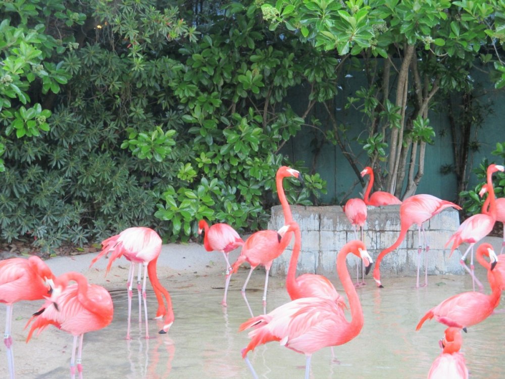 Flamingos.thumb.jpg.3300816053565e8a3291447f3e71d16f.jpg