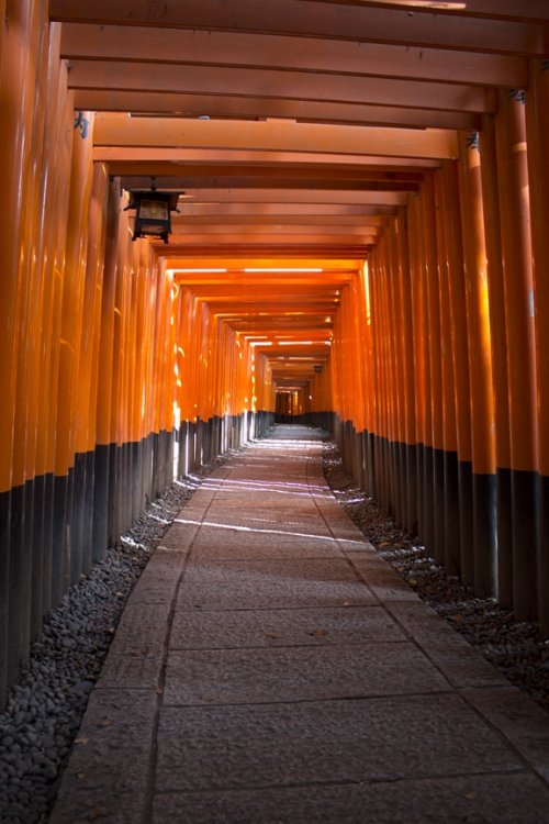 FushimiInariGates11.thumb.jpg.2005cf0e7d20ed9758137c45ea55f633.jpg