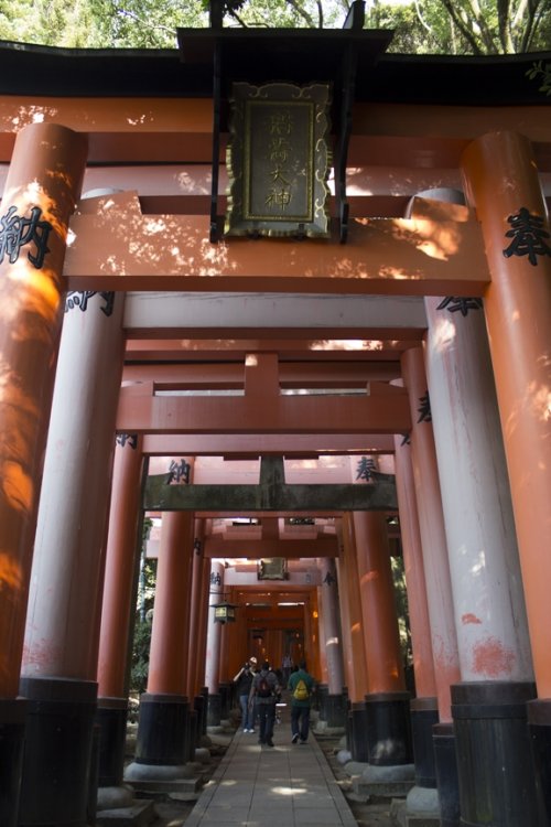 FushimiInariGates2.thumb.jpg.787bac57f93e3807a841aed1156072a3.jpg